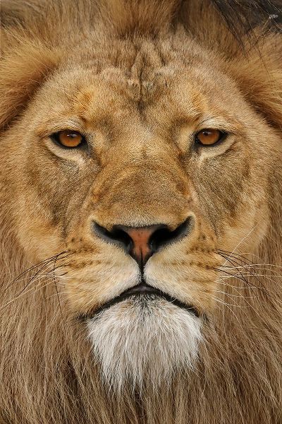 Jones, Adam 아티스트의 Adult male lion-Masai Mara-Kenya-Africa작품입니다.